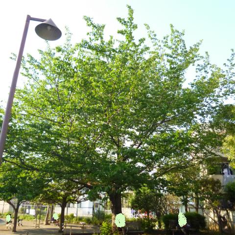s48020160430西太子堂公園の桜