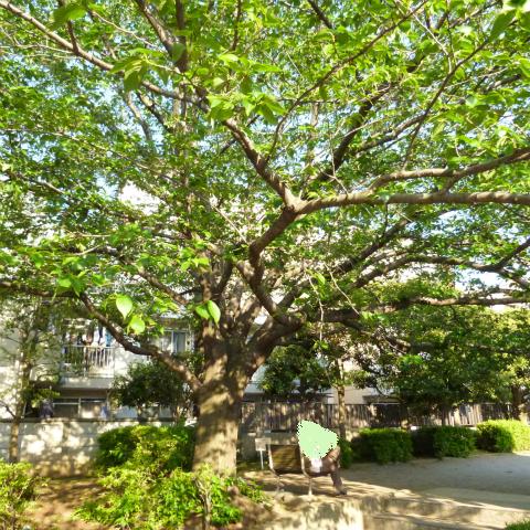 s48020160430西太子堂公園の桜 (5)