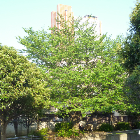s48020160430西太子堂公園の桜 (6)