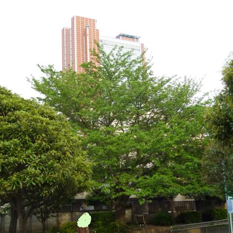 s48020160501西太子堂公園の桜 (2)