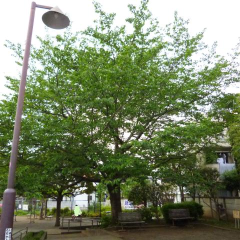 s48020160501西太子堂公園の桜 (3)