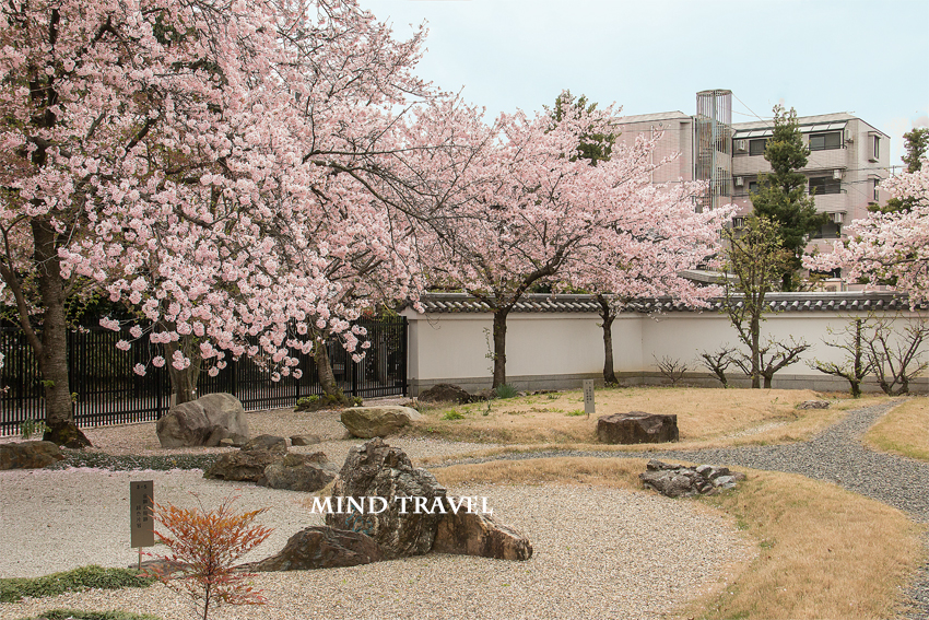 安楽寿院　桜