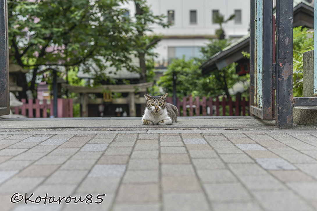 柳森神社の猫2 20160526
