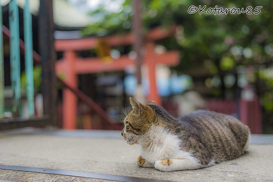 柳森神社の猫4 20160526