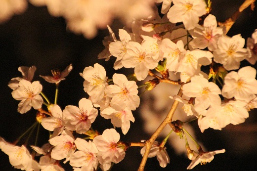 桜のライトアップ３
