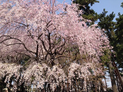 祇園枝垂れ桜（H28,4)