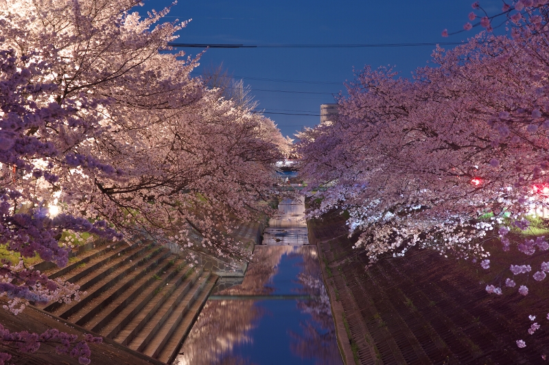 高田川畔・大中公園の千本桜・夜桜ライトアップ