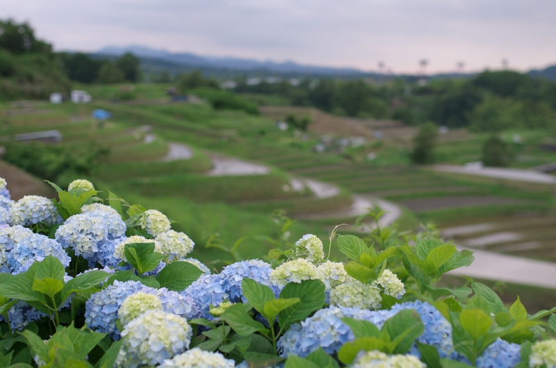 下赤阪の棚田の紫陽花