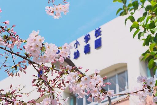 新学期の桜と校舎写真