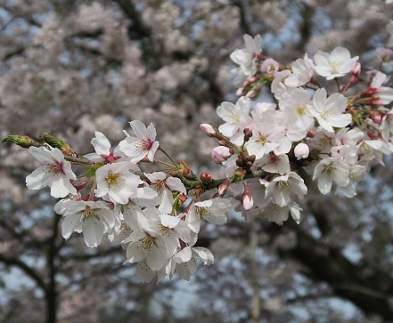 桜１０