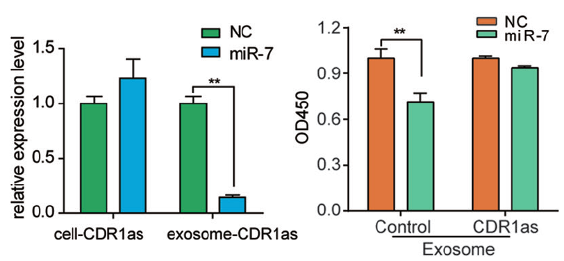miR-7_CDR1as circularRNA