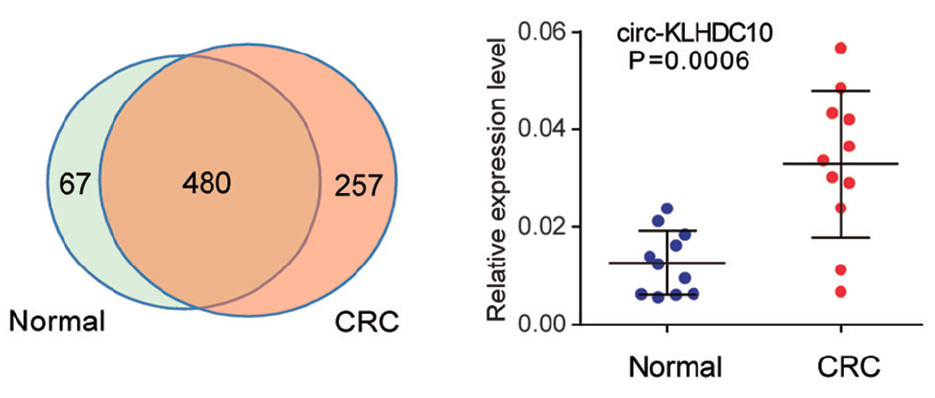 qRT-PCR_circKLDHC10.png