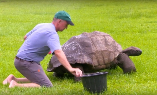 jonathan-giant-tortoise-bath.jpg
