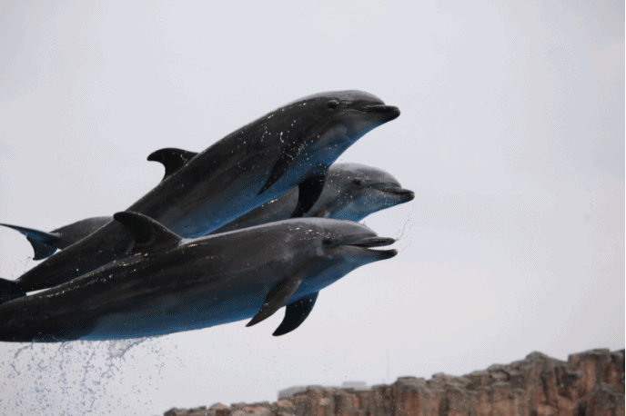 dolphin orignais 5