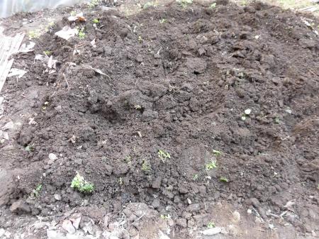 再生野菜の畝の掘り起こし