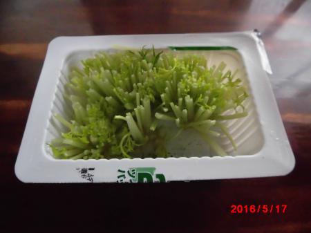 再生水菜(2)0517